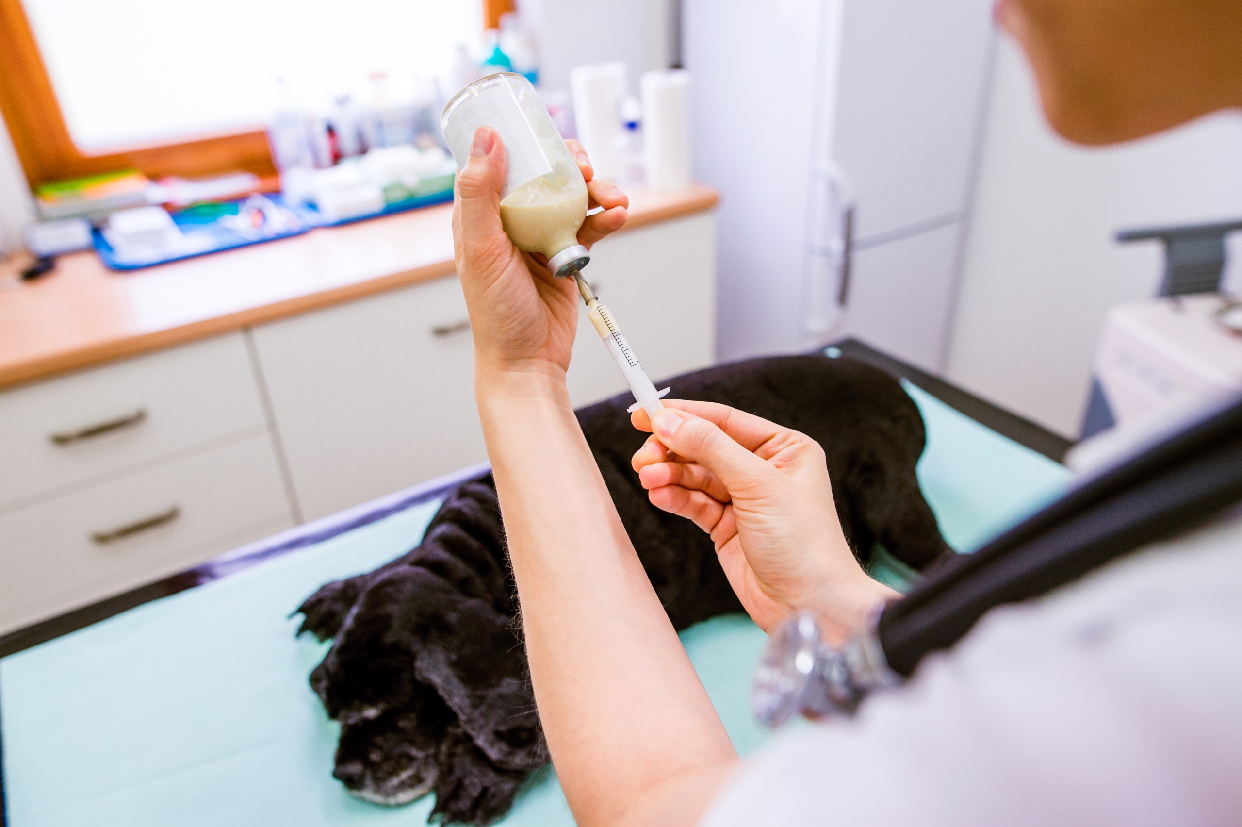 Vaccinarea cățelușilor