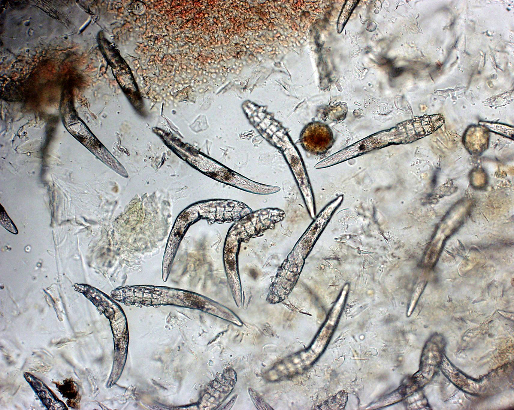 Demodecia (râia demodecică) și virusul Demodex Canis