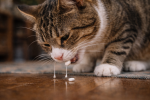 alt=”intoxicatia cu paracetamol la pisici”
alt=”intoxicatia cu nurofen la caine si pisica”
alt=”intoxicatia cu medicamente”