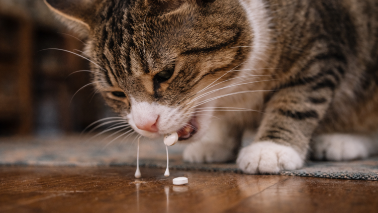 Medicamentele de sezon și cât pot fi de toxice pentru câini și pisici