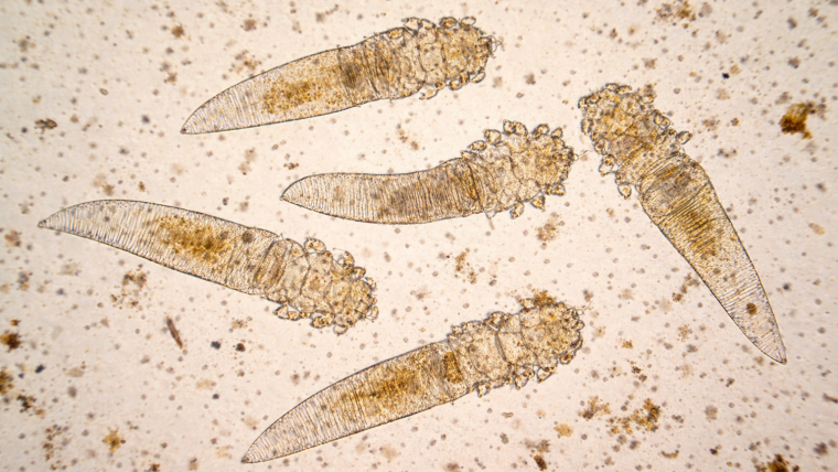 Demodecia (râia demodecică) la câini și pisici: cauze, simptome și tratament