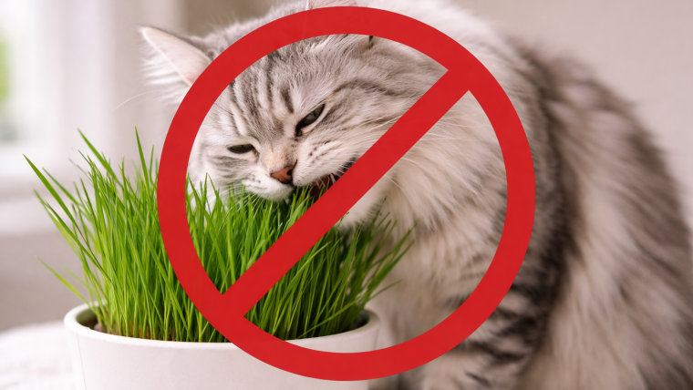 Ghemotoacele de blană la pisici: când sunt normale și când devin o problemă