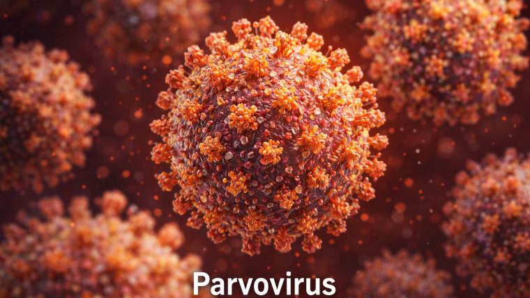 Parvoviroza la câini: simptome, tratament și prevenție