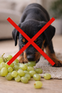 alt=” new member” alt=”new puppy” alt=”new dog” alt=”pregatirea pentru un caine” alt=”vaccinare caine” alt=”ce cumpar unui caine?”
