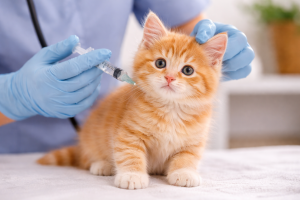 alt=” new member” alt=”new kitten” alt=”new dog” alt=”pregatirea pentru o pisica” alt=”vaccinare pisici” alt=”ce cumpar unei pisici?”