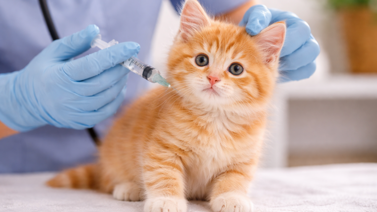 Vaccinarea pisicuțelor: schemă, importanță și recomandări