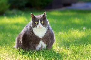 alt=”fat cat” alt=”obezitate pisici” alt=”diabet pisici” 