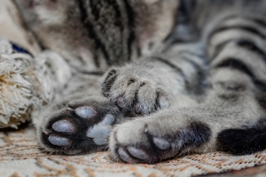 alt=”pisica isi ascute ghearele pe canapea” alt=”gheare pisica” alt=”panleucopenia pisici”