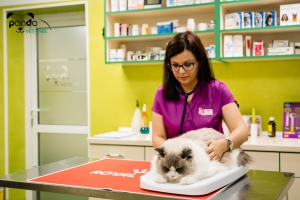 alt=”cat friendly handling” alt=”lowstresshandling” alt=”consult pisici” alt=”specialist feline”