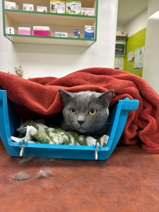 alt=”transportor pisici anxioase” alt=”transportor deschidere superioara”