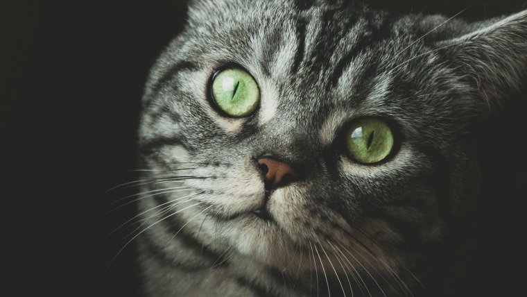 Cum alegi transportorul potrivit pentru pisica ta (ghid veterinar)