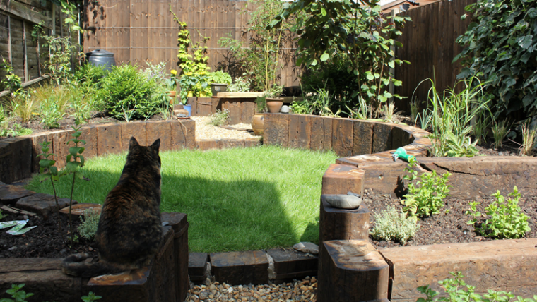 Grădina Cat-Friendly