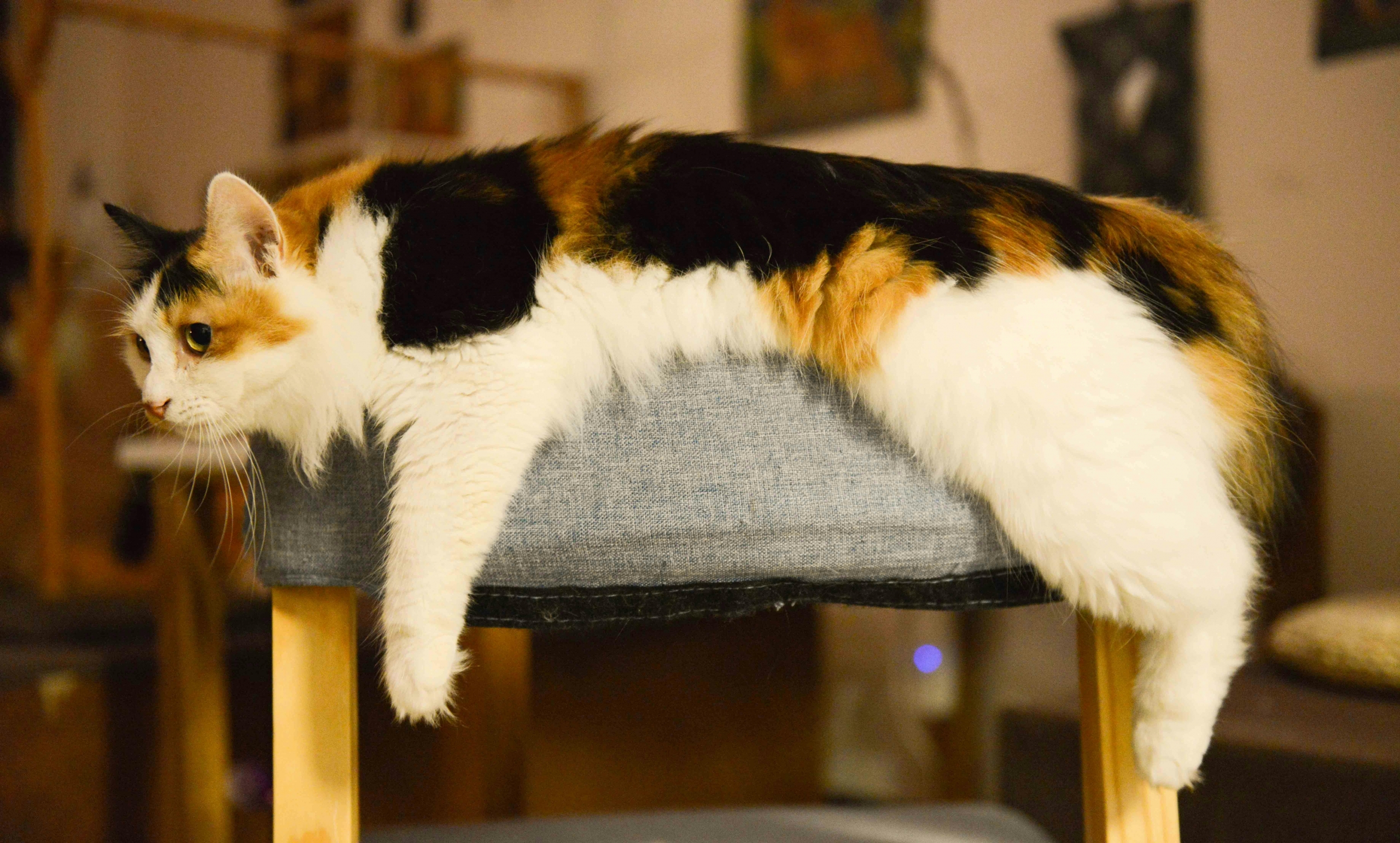 Cum amenajăm o casă cat friendly pentru pisica noastră