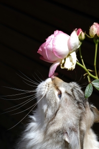 alt=”cats and roses” alt=”plante toxice pisici” alt=”plante și pisici”