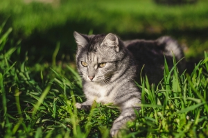 alt=”pisica libera” alt=”outdoor cat” alt=”european shorthair” alt=”shorthair cat”
