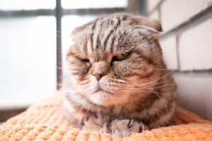 alt=”angry cat” alt=”upset cat” alt=”imprietenire pisici”