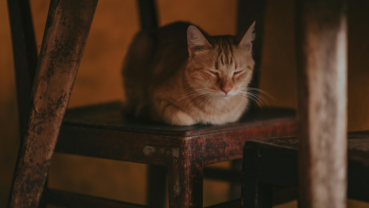 Peritonita infecțioasă felină (PIF): simptome, diagnostic și tratament