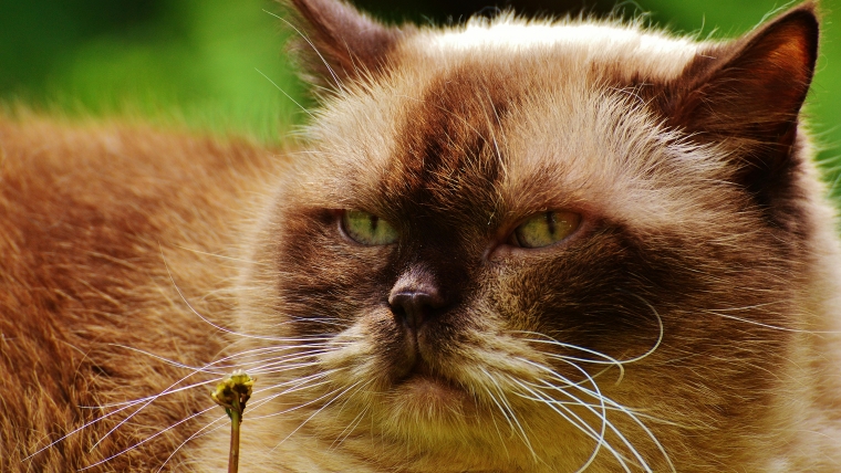 Lipidoza hepatică la pisici: simptome, diagnostic și tratament