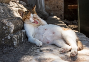 alt=”pregnant cat nipples” alt=”psicica gestanta” alt=”pregnant cat”