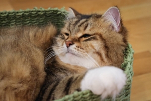 alt=”preganant cat nesting” alt=”cat nesting” alt=Cat prepare to give birth”