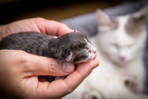 alt=”baby cat” alt=”kitten” alt=”new born kitten” alt=”taking care of new born cat”