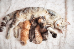 alt=”cat and kittens” alt=”taking care of kittens”