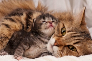 alt=”pisica si puiul ei” alt=”toxoplasma”