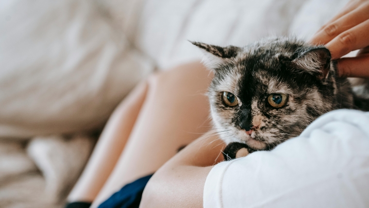 Anxietatea de separație la pisici: de ce apare și ce putem face