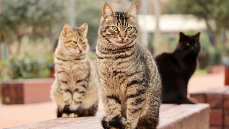 Insuficiența renală ( Boala Cronică renală): simptome, cauze și tratament