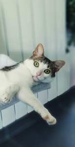 alt=”boli rinichi” alt=”insuficienta renala” alt=”old cat” alt=”sick cat”