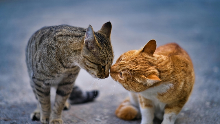 Hipertensiunea la câini și pisici: simptome, cauze și tratament