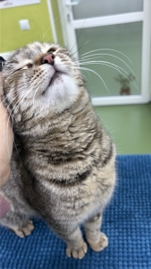 alt=”happy cat at vet” alt=”redu anxietatea la pisici” alt=”low stress handling”