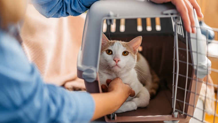 De ce este pisica anxioasă la medicul veterinar și cum putem reduce stresul