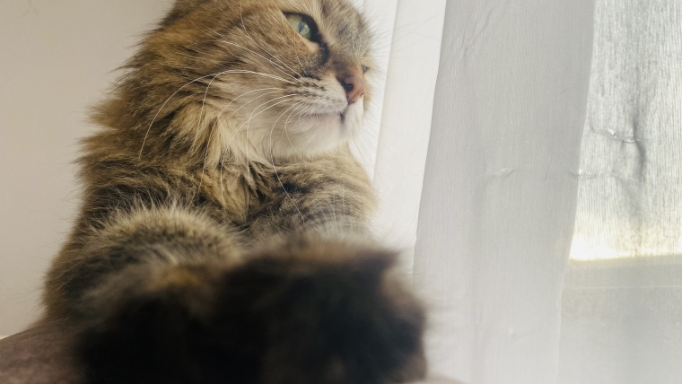 FIC- Cistita idiopatică felină