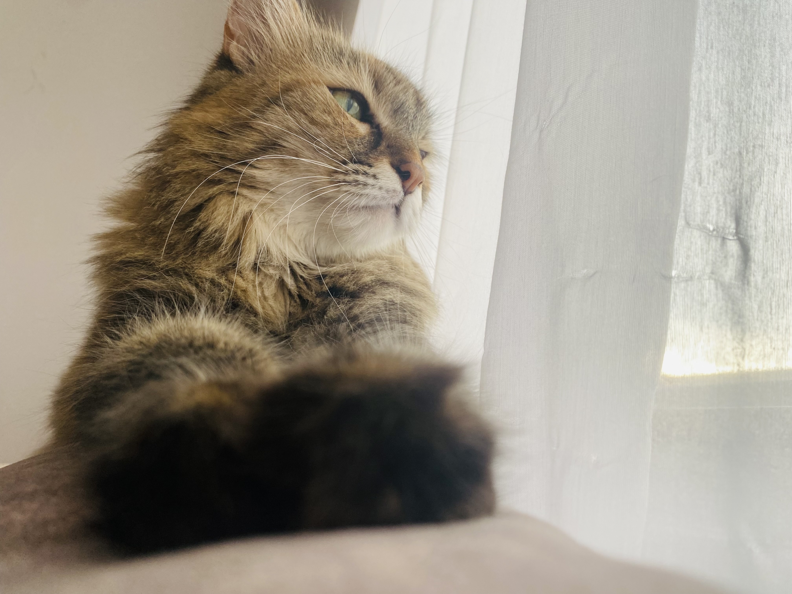 FIC- Cistita idiopatică felină