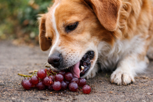 alt=”intoxicatia cu struguri” alt=”insuficienta renala” alt=”dog eating grapes”