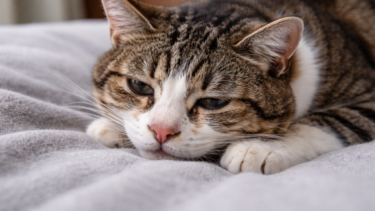 Intoxicații la câini și pisici: cauze, simptome și ce trebuie să faci urgent