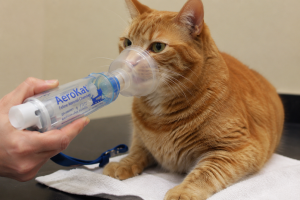 alt=”astmul felin”
alt=”asthma in cats”
alt=”tuse la pisici”
alt=”pisica respira greu”
alt=”respirație dificilă la pisici”
alt=”bronhopneumonie pisici”
alt=”alergie pisici”
alt=”inhalator pisici”
alt=”aerokat”