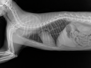 alt=”astmul felin”
alt=”asthma in cats”
alt=”tuse la pisici”
alt=”pisica respira greu”
alt=”respirație dificilă la pisici”
alt=”bronhopneumonie pisici”
alt=”alergie pisici”
alt=”inhalator pisici”
alt=”aerokat”