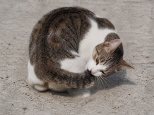 alt=”sindrom hiperestezie felina”
alt=”FHS”
alt=”de ce își mușcă pisica coada”
alt=”de ce alearga pisica prin casa?”