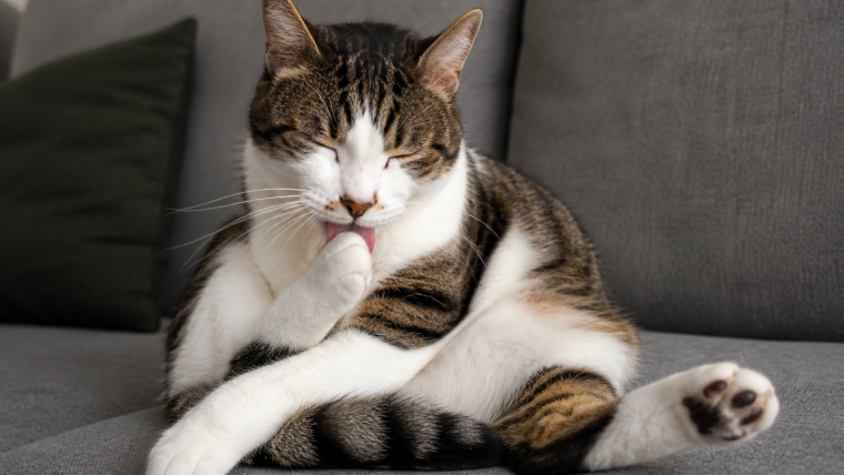 De ce își mușcă pisica spatele? Totul despre hiperestezia felină